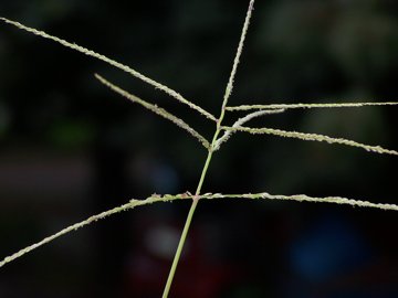 Digitaria sanguinalis